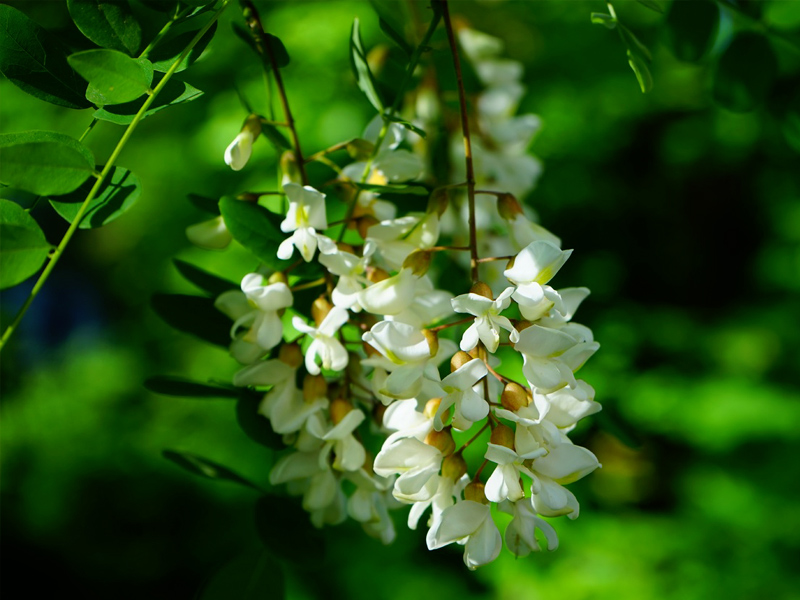 tree-nature-branch-blossom-plant-white-DiosminSupplier-benepure-com