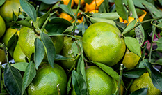 The Health Benefits of #Citrus Aurantium Extract #Synephrine