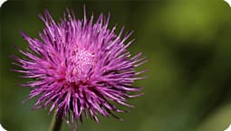 Milk Thistle Extract