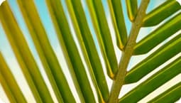 Saw Palmetto Extract