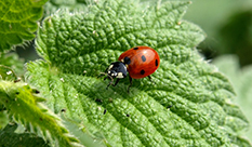 【Stinging nettle】The 4 Best Natural Antihistamines