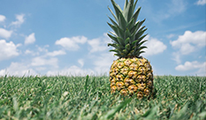 【Bromelain】The 4 Best Natural Antihistamines