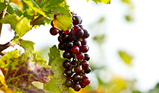 Grape Seed Extract