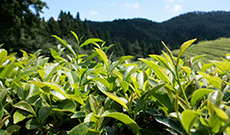 Green tea ingredient may ameliorate memory impairment, brain insulin resistance, and obesity