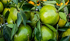 More Details About Citrus Bioflavonoids