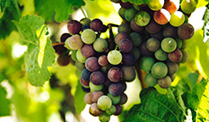 The Health Benefits of #Resveratrol