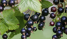 6 Health Benefits of Black Currant