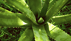 Herb Introduction ：Aloe Vera