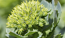 Herb Introduction ：Rhodiola