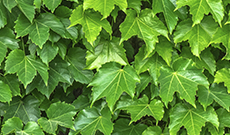 Ivy Leaf Extract is a treatment of cough