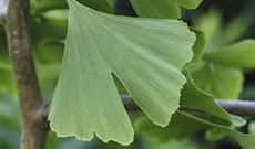 Herb Introduction：Ginkgo