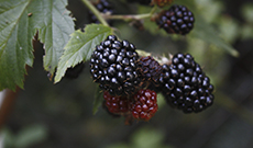 Function of Mulberry Extract