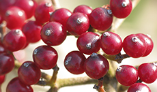 Cranberry - Uses, Side Effects, And More